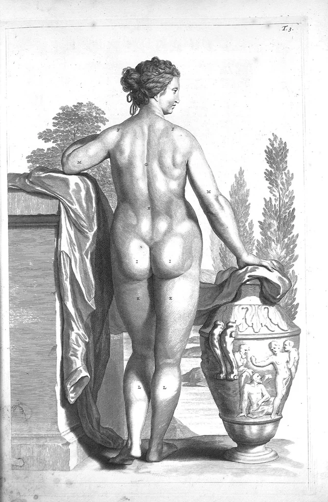 An illustration from The anatomy of human bodies,... containing many new anatomical discoveries and chirurgical observations, 1698, leaf 24