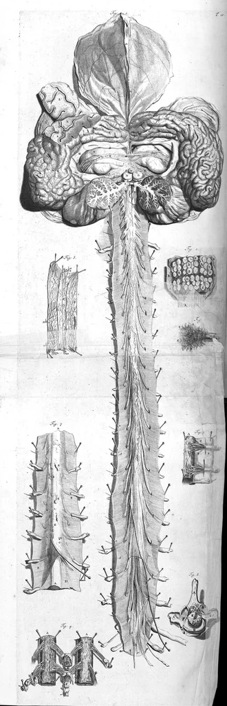 An illustration from The anatomy of human bodies,... containing many new anatomical discoveries and chirurgical observations, 1698, leaf 37
