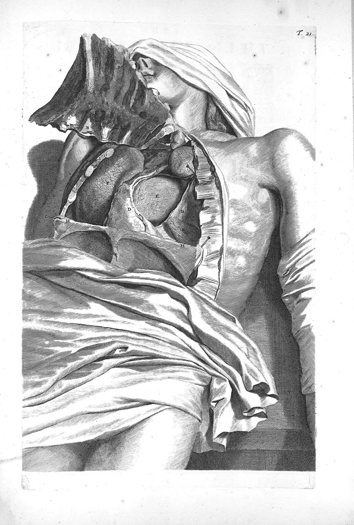 An illustration from The anatomy of human bodies,... containing many new anatomical discoveries and chirurgical observations, 1698, leaf 60