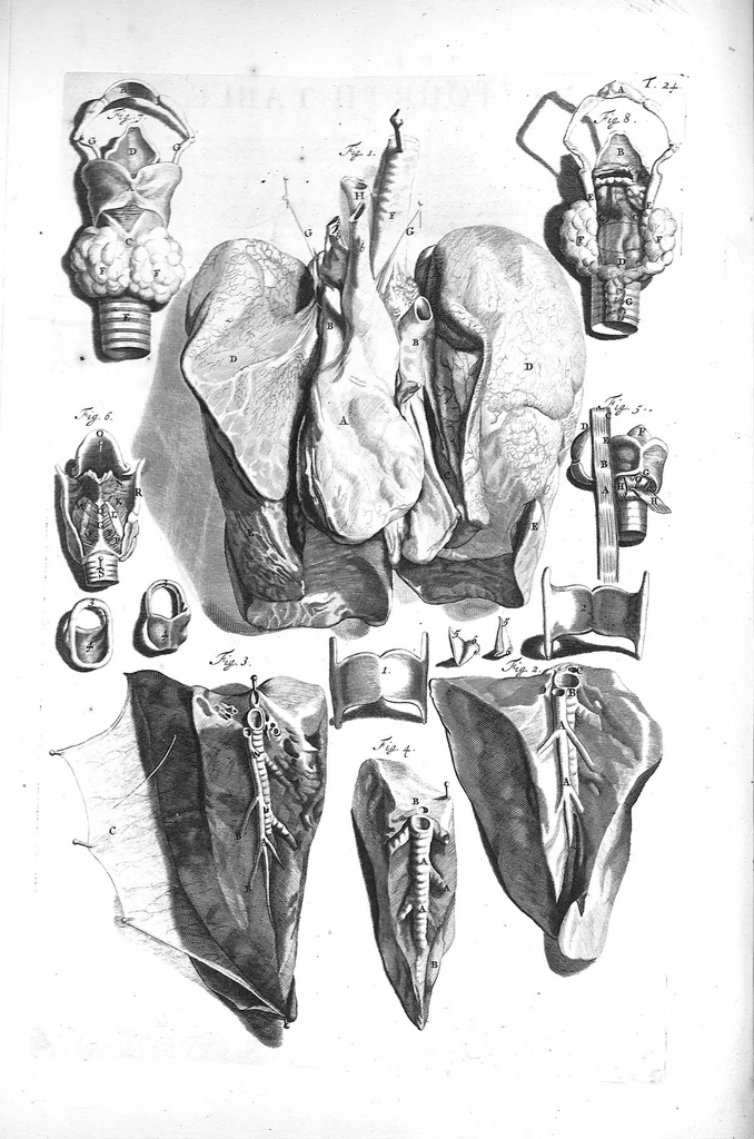 An illustration from The anatomy of human bodies,... containing many new anatomical discoveries and chirurgical observations, 1698, leaf 65