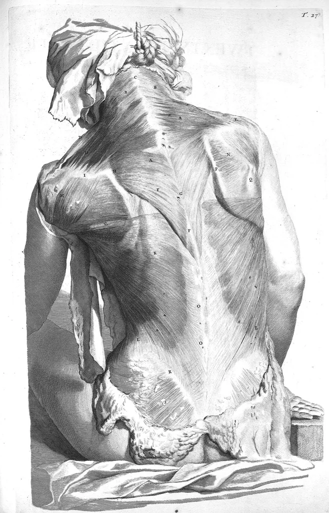 An illustration from The anatomy of human bodies,... containing many new anatomical discoveries and chirurgical observations, 1698, leaf 72
