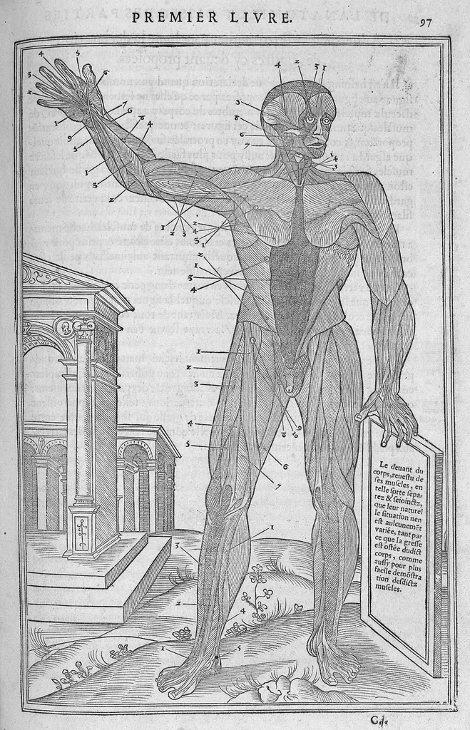 An illustration from La dissection des parties du corps humain divisee en trois livres, faictz par Charles Estienne, docteur en Medecine : avec les figures et declaration des incisions, composees par Estienne de la Riviere Chirurgien,, 1546, leaf 112