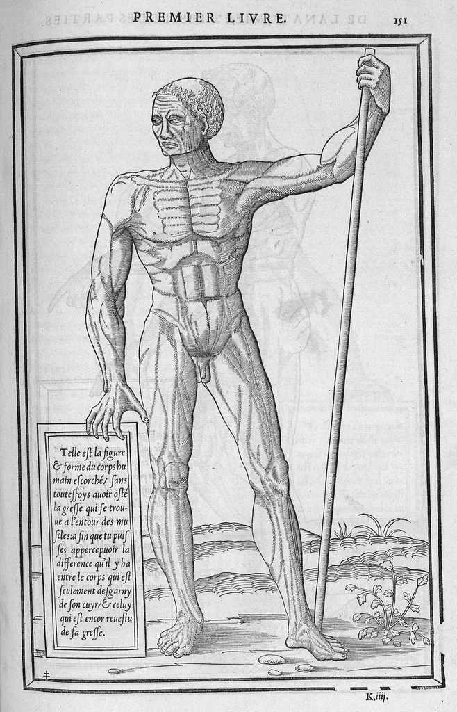 An illustration from La dissection des parties du corps humain divisee en trois livres, faictz par Charles Estienne, docteur en Medecine : avec les figures et declaration des incisions, composees par Estienne de la Riviere Chirurgien,, 1546, leaf 166
