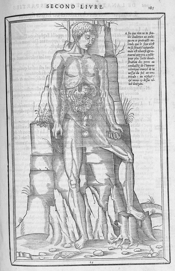 An illustration from La dissection des parties du corps humain divisee en trois livres, faictz par Charles Estienne, docteur en Medecine : avec les figures et declaration des incisions, composees par Estienne de la Riviere Chirurgien,, 1546, leaf 200