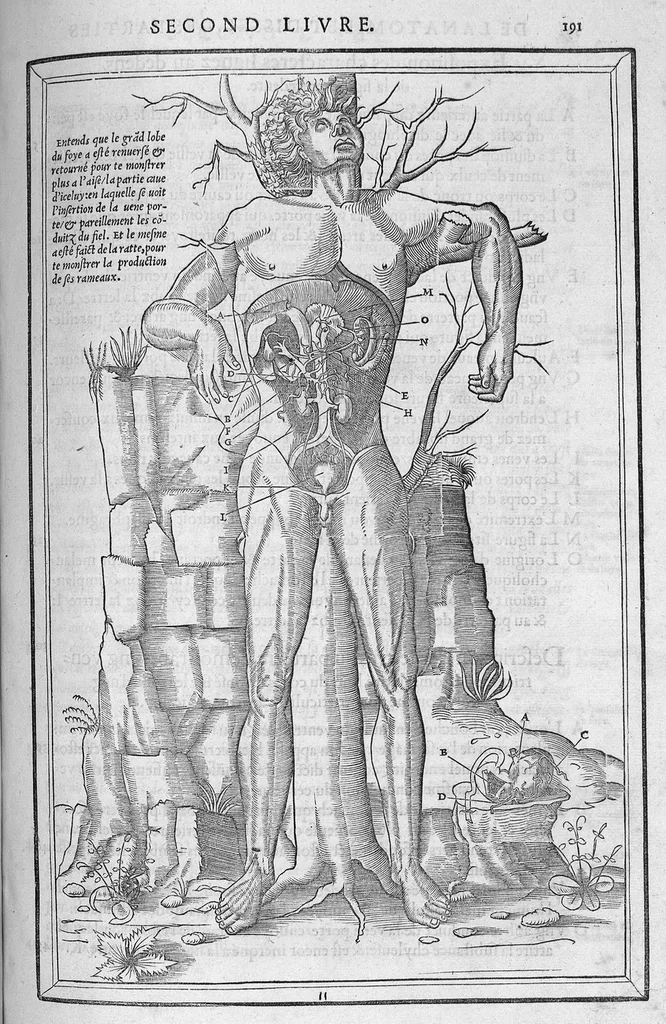 An illustration from La dissection des parties du corps humain divisee en trois livres, faictz par Charles Estienne, docteur en Medecine : avec les figures et declaration des incisions, composees par Estienne de la Riviere Chirurgien,, 1546, leaf 206