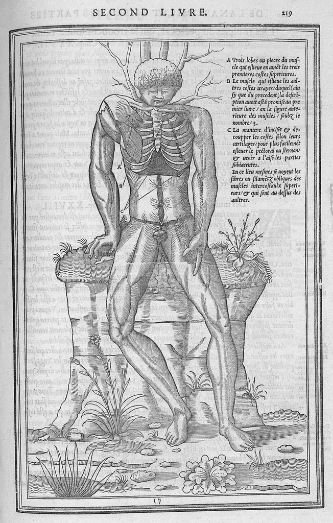 An illustration from La dissection des parties du corps humain divisee en trois livres, faictz par Charles Estienne, docteur en Medecine : avec les figures et declaration des incisions, composees par Estienne de la Riviere Chirurgien,, 1546, leaf 234