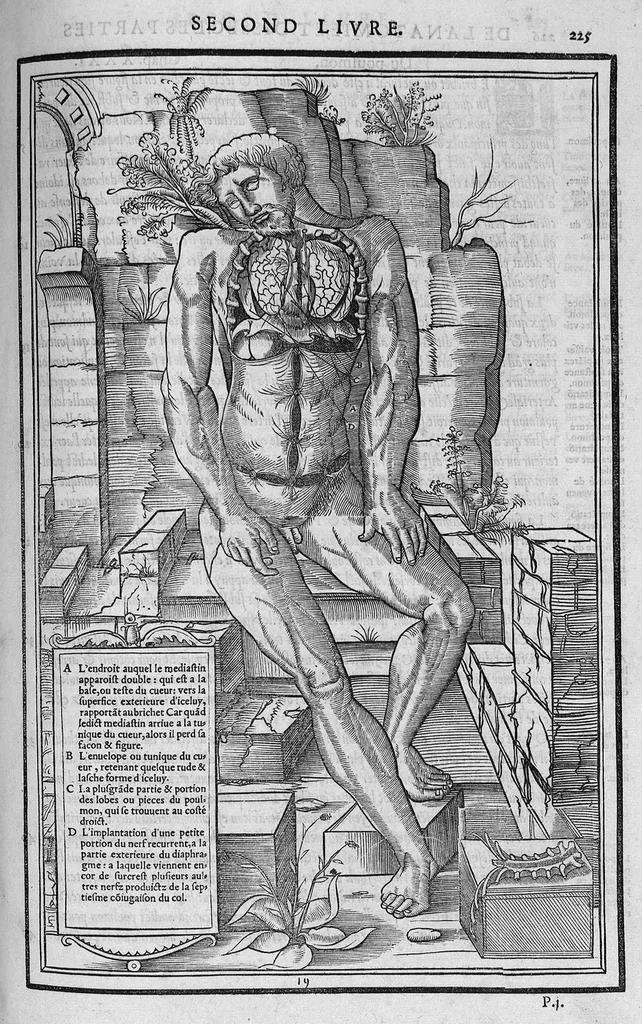 An illustration from La dissection des parties du corps humain divisee en trois livres, faictz par Charles Estienne, docteur en Medecine : avec les figures et declaration des incisions, composees par Estienne de la Riviere Chirurgien,, 1546, leaf 240