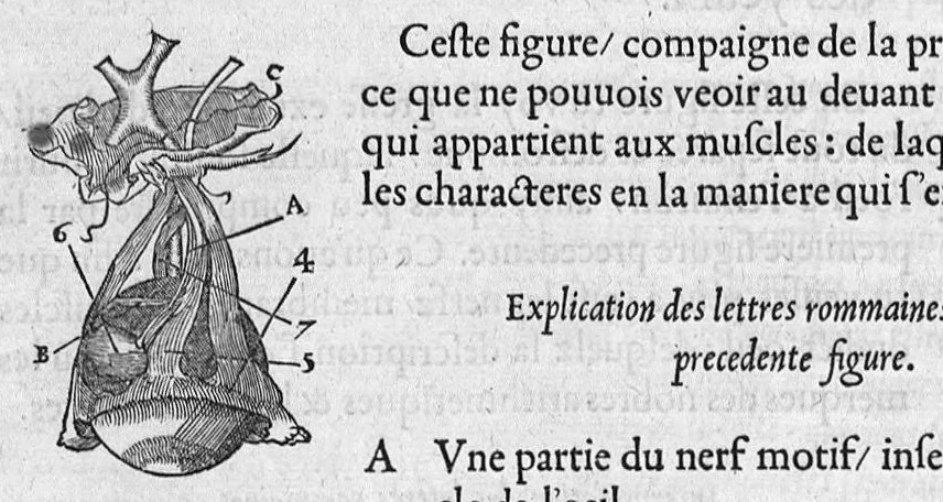 An illustration from La dissection des parties du corps humain divisee en trois livres, faictz par Charles Estienne, docteur en Medecine : avec les figures et declaration des incisions, composees par Estienne de la Riviere Chirurgien,, 1546, leaf 337