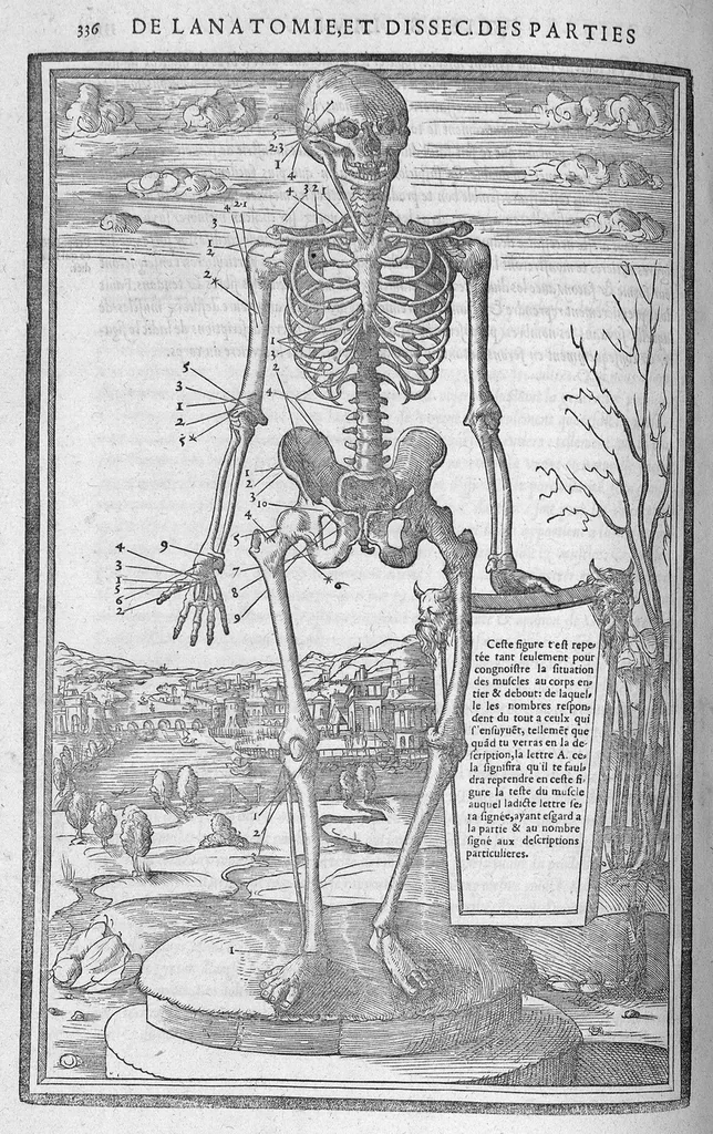 An illustration from La dissection des parties du corps humain divisee en trois livres, faictz par Charles Estienne, docteur en Medecine : avec les figures et declaration des incisions, composees par Estienne de la Riviere Chirurgien,, 1546, leaf 351