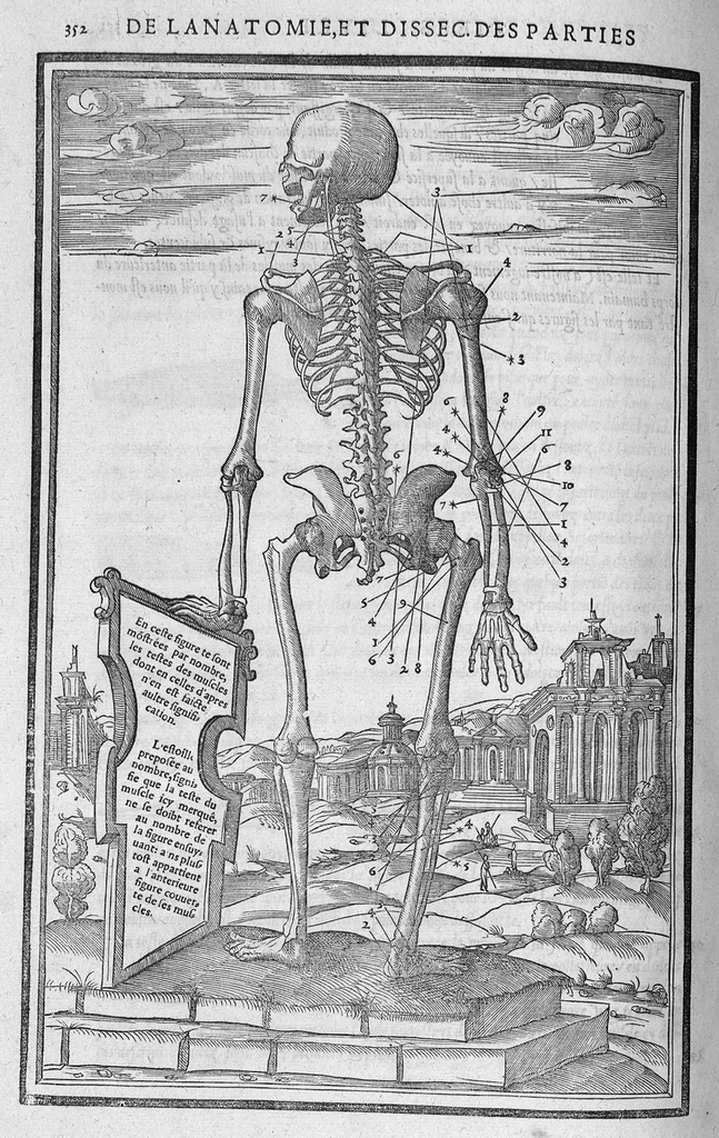 An illustration from La dissection des parties du corps humain divisee en trois livres, faictz par Charles Estienne, docteur en Medecine : avec les figures et declaration des incisions, composees par Estienne de la Riviere Chirurgien,, 1546, leaf 367