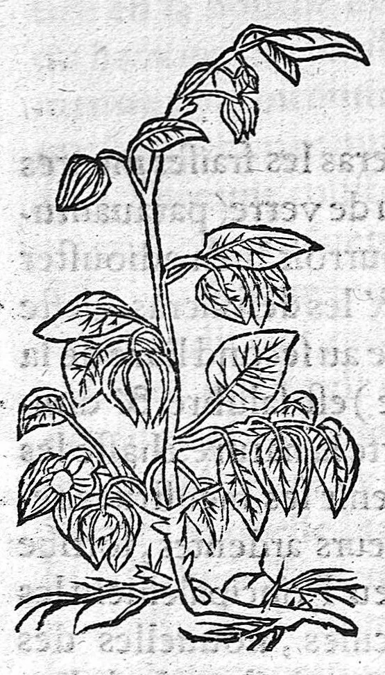 An illustration from Tresor de Evonime Philiatre des Remedes secrets. Livre Physic, Medical, Alchymic, et Dispensatif de toutes substantiales liqueurs, et appareil de vins de diverses saveurs, necessaire à toutes gens. Principallement à Medecins, Chirurgiens, et Apothicaires, 1555, leaf 65