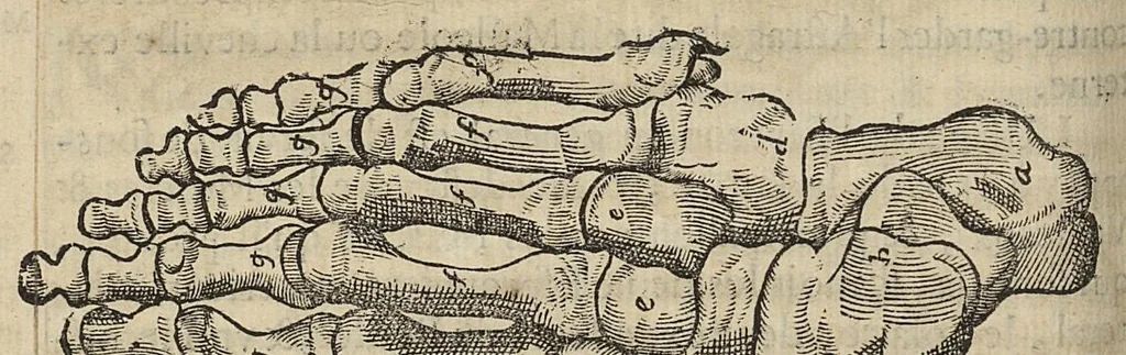 An illustration from L'Oeconomie chirurgicale, pour le r'habillement des os du corps humain contenant l'ostéologie, la nososreologie, l'apocatastosteologie, & le Traitté des bandages, 1671, leaf 168
