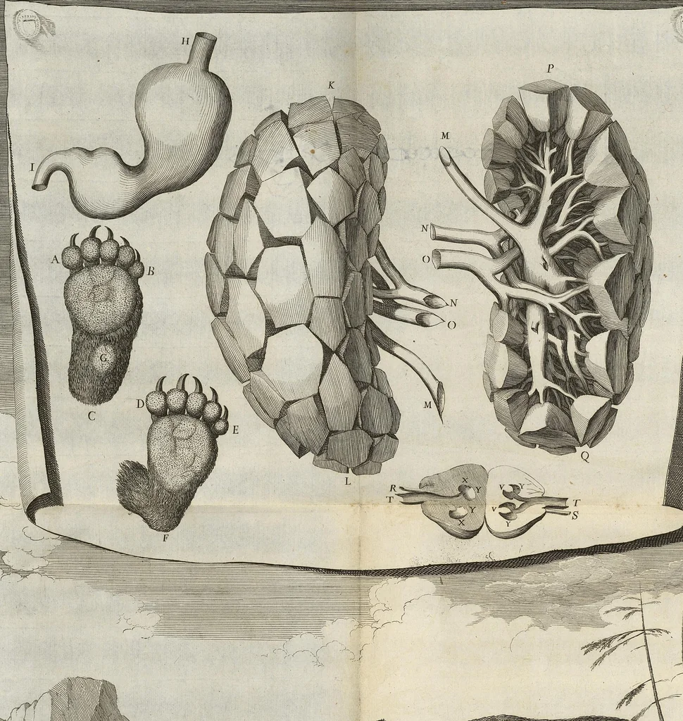 An illustration from Description anatomique d'un cameleon, d'un castor, d'un dromadaire, d'un ours, et d'une gazelle, 1669, leaf 115