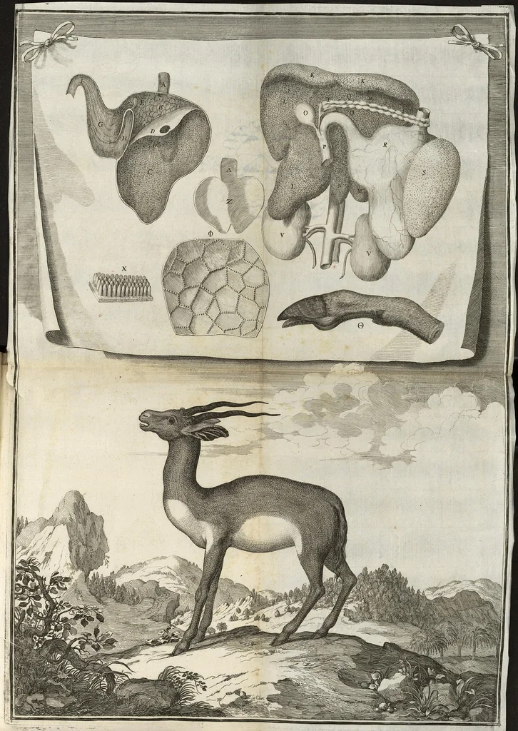 An illustration from Description anatomique d'un cameleon, d'un castor, d'un dromadaire, d'un ours, et d'une gazelle, 1669, leaf 133