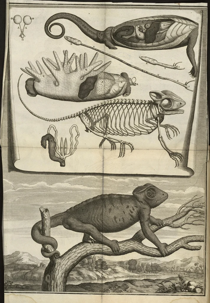 An illustration from Description anatomique d'un cameleon, d'un castor, d'un dromadaire, d'un ours, et d'une gazelle, 1669, leaf 53