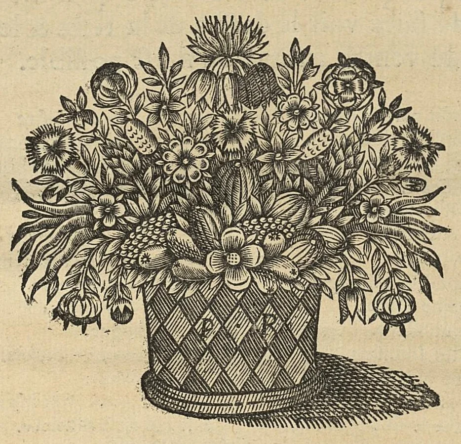 An illustration from Description anatomique d'un cameleon, d'un castor, d'un dromadaire, d'un ours, et d'une gazelle, 1669, leaf 55