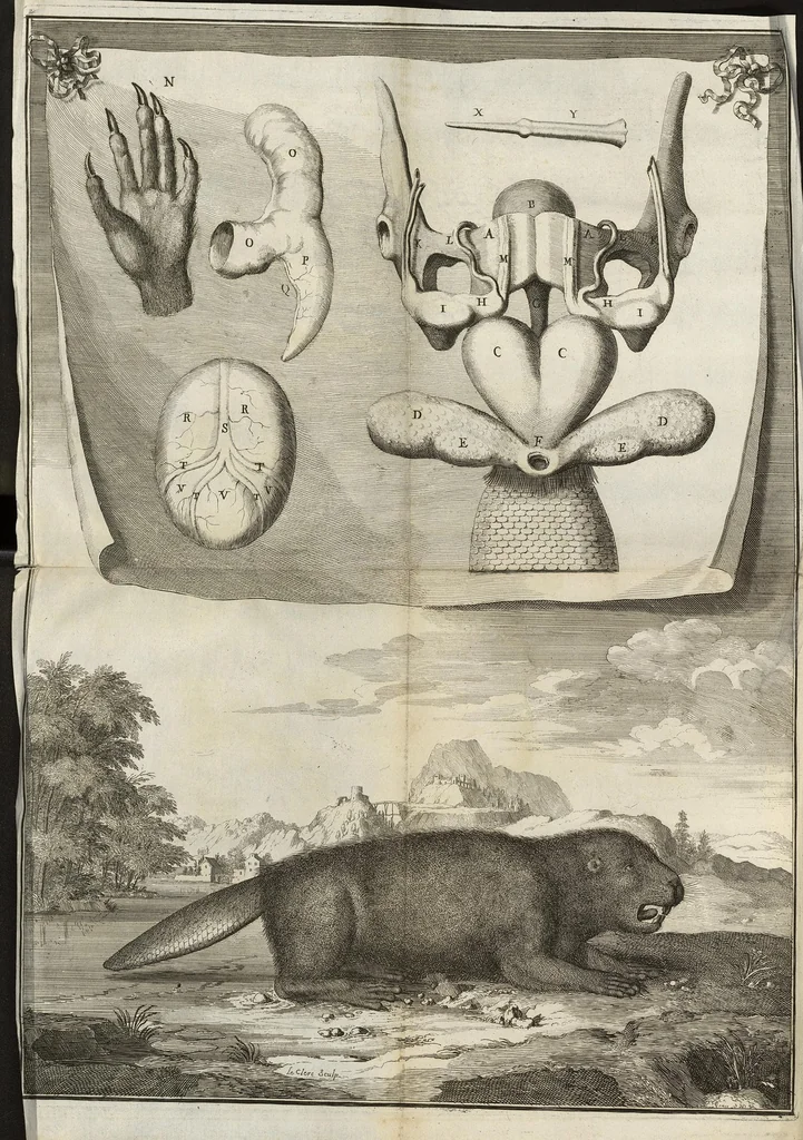 An illustration from Description anatomique d'un cameleon, d'un castor, d'un dromadaire, d'un ours, et d'une gazelle, 1669, leaf 77