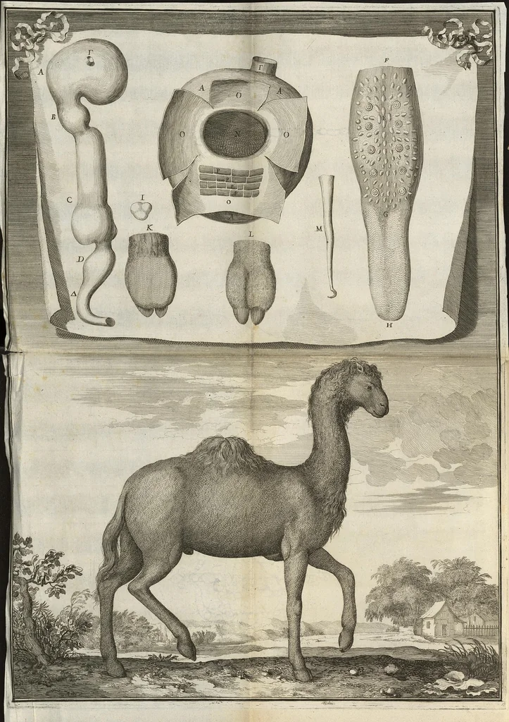 An illustration from Description anatomique d'un cameleon, d'un castor, d'un dromadaire, d'un ours, et d'une gazelle, 1669, leaf 91