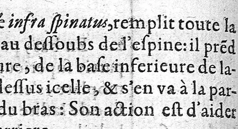 An illustration from Alphabet anatomic auquel est contenue l'explication exacte des parties du corps humain réduites en table selon l'ordre de dissection ordinaire. Avec l’osteologie et plusieurs observations particulieres, par Barthelemy Cabrol, anatomiste de l’Université de Montpelier, Chirurgien du Roy, et de Monseigneur le Duc de Montmorancy,, 1594, leaf 63