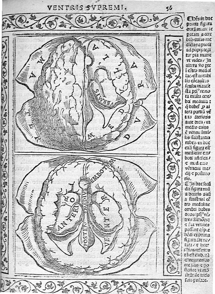 An illustration from Isagogae breves perlucidae ac uberrimae in anatomiam humani corporis a communi medicorum academia usitatam, a Carpo, in almo Bononiensi Gymnasio ordinariam chirurgiae docente, ad suorum scholasticorum preces in lucem datae, 1523, leaf 102