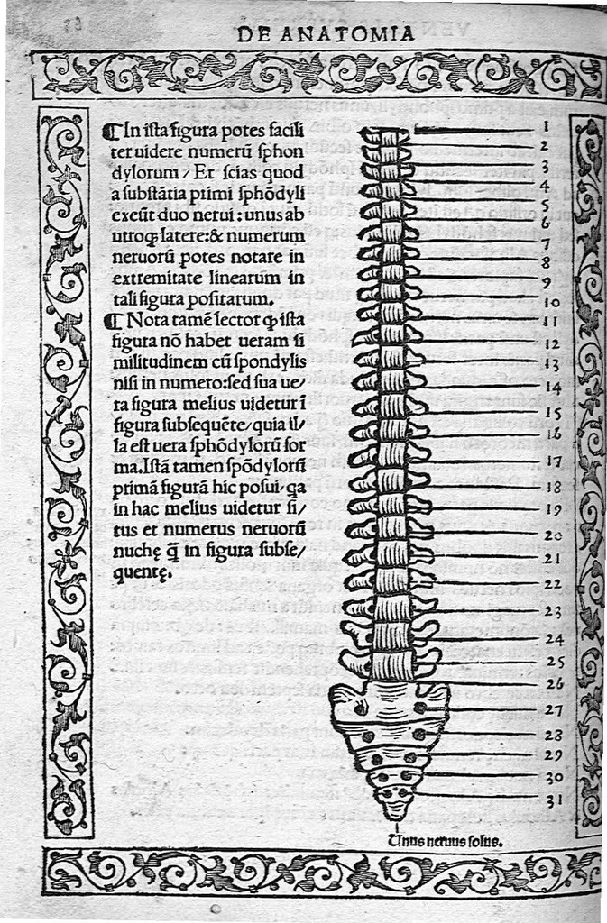 An illustration from Isagogae breves perlucidae ac uberrimae in anatomiam humani corporis a communi medicorum academia usitatam, a Carpo, in almo Bononiensi Gymnasio ordinariam chirurgiae docente, ad suorum scholasticorum preces in lucem datae, 1523, leaf 117