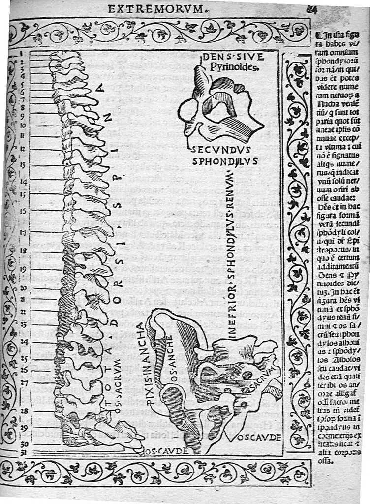 An illustration from Isagogae breves perlucidae ac uberrimae in anatomiam humani corporis a communi medicorum academia usitatam, a Carpo, in almo Bononiensi Gymnasio ordinariam chirurgiae docente, ad suorum scholasticorum preces in lucem datae, 1523, leaf 118
