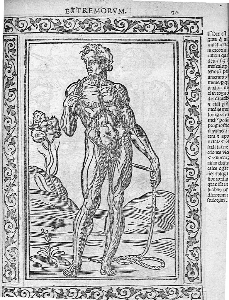 An illustration from Isagogae breves perlucidae ac uberrimae in anatomiam humani corporis a communi medicorum academia usitatam, a Carpo, in almo Bononiensi Gymnasio ordinariam chirurgiae docente, ad suorum scholasticorum preces in lucem datae, 1523, leaf 130