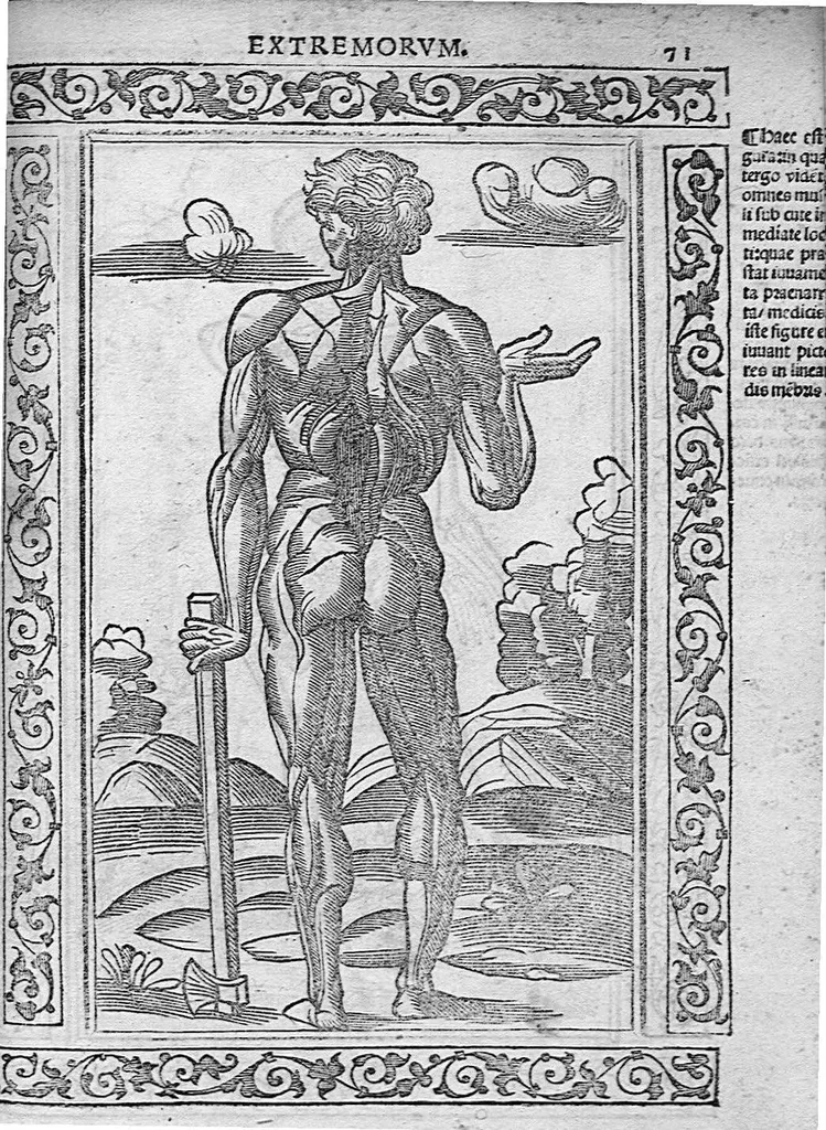 An illustration from Isagogae breves perlucidae ac uberrimae in anatomiam humani corporis a communi medicorum academia usitatam, a Carpo, in almo Bononiensi Gymnasio ordinariam chirurgiae docente, ad suorum scholasticorum preces in lucem datae, 1523, leaf 132