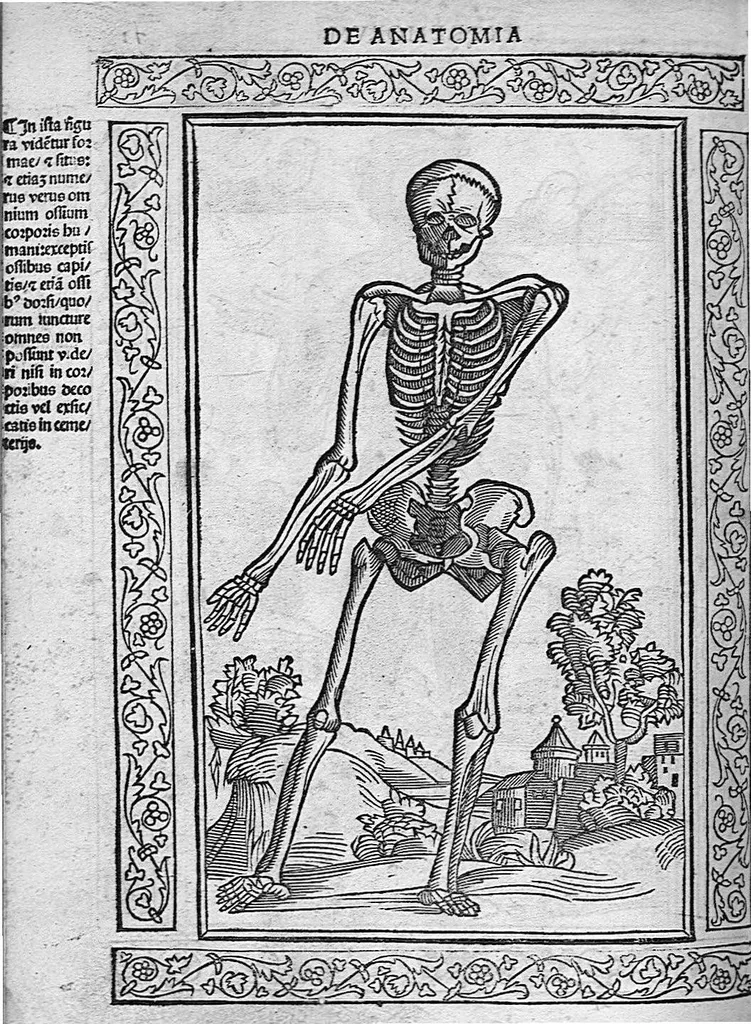 An illustration from Isagogae breves perlucidae ac uberrimae in anatomiam humani corporis a communi medicorum academia usitatam, a Carpo, in almo Bononiensi Gymnasio ordinariam chirurgiae docente, ad suorum scholasticorum preces in lucem datae, 1523, leaf 133