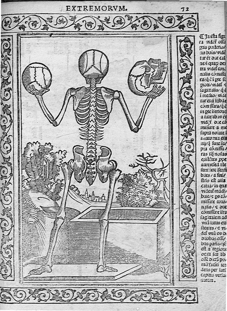An illustration from Isagogae breves perlucidae ac uberrimae in anatomiam humani corporis a communi medicorum academia usitatam, a Carpo, in almo Bononiensi Gymnasio ordinariam chirurgiae docente, ad suorum scholasticorum preces in lucem datae, 1523, leaf 134