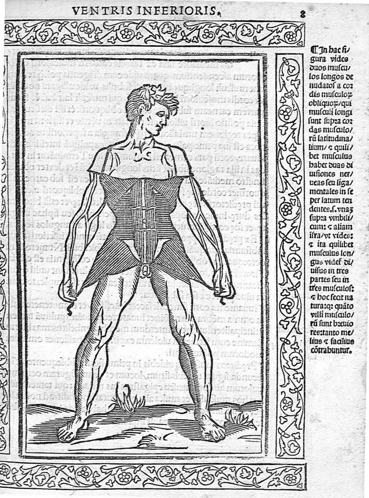 An illustration from Isagogae breves perlucidae ac uberrimae in anatomiam humani corporis a communi medicorum academia usitatam, a Carpo, in almo Bononiensi Gymnasio ordinariam chirurgiae docente, ad suorum scholasticorum preces in lucem datae, 1523, leaf 14
