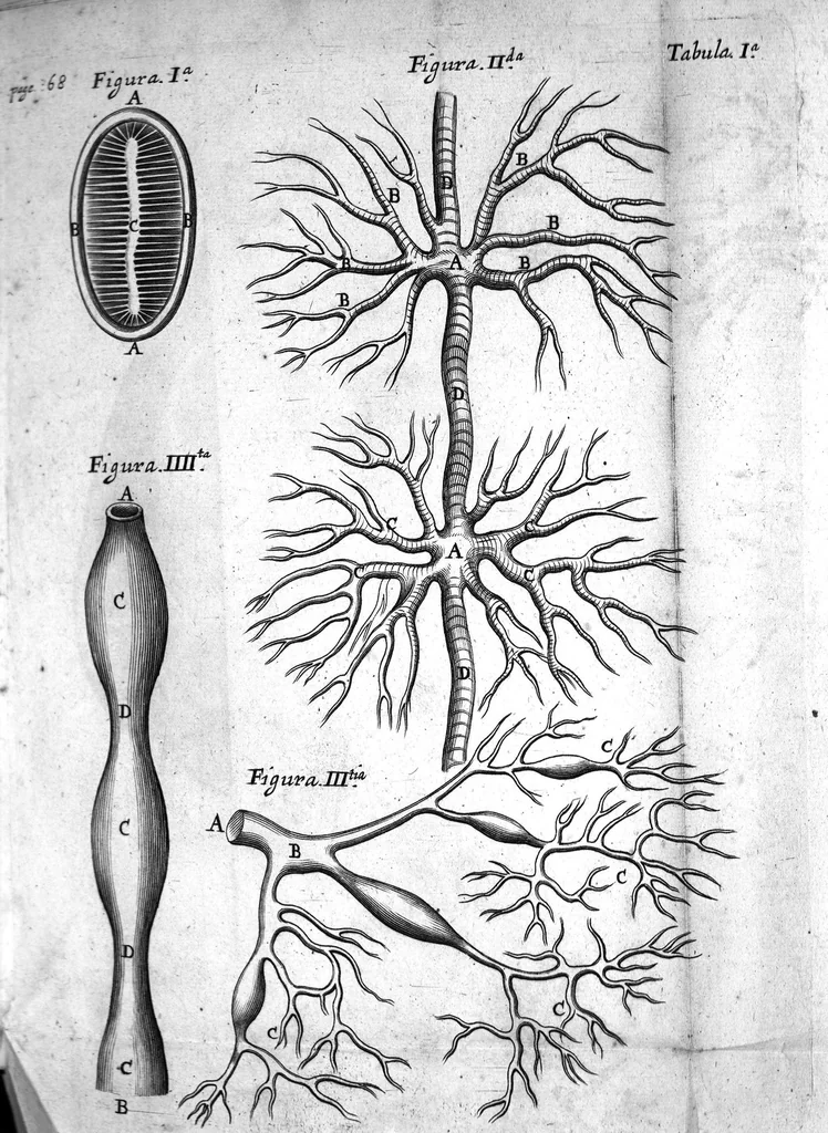 An illustration from De anima brutorum quae hominis vitalis ac sensitiva est, exercitationes duae. Prior physiologica ejusdem naturam, partes, potentias & affectiones tradit ; altera pathologica morbos qui ipsam, & sedem ejus primariam, nempe cerebrum & nervosum genus afficiunt, explicat, eorumque therapeias instituit, cum figuris, 1672, leaf 108