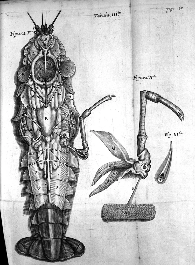 An illustration from De anima brutorum quae hominis vitalis ac sensitiva est, exercitationes duae. Prior physiologica ejusdem naturam, partes, potentias & affectiones tradit ; altera pathologica morbos qui ipsam, & sedem ejus primariam, nempe cerebrum & nervosum genus afficiunt, explicat, eorumque therapeias instituit, cum figuris, 1672, leaf 111
