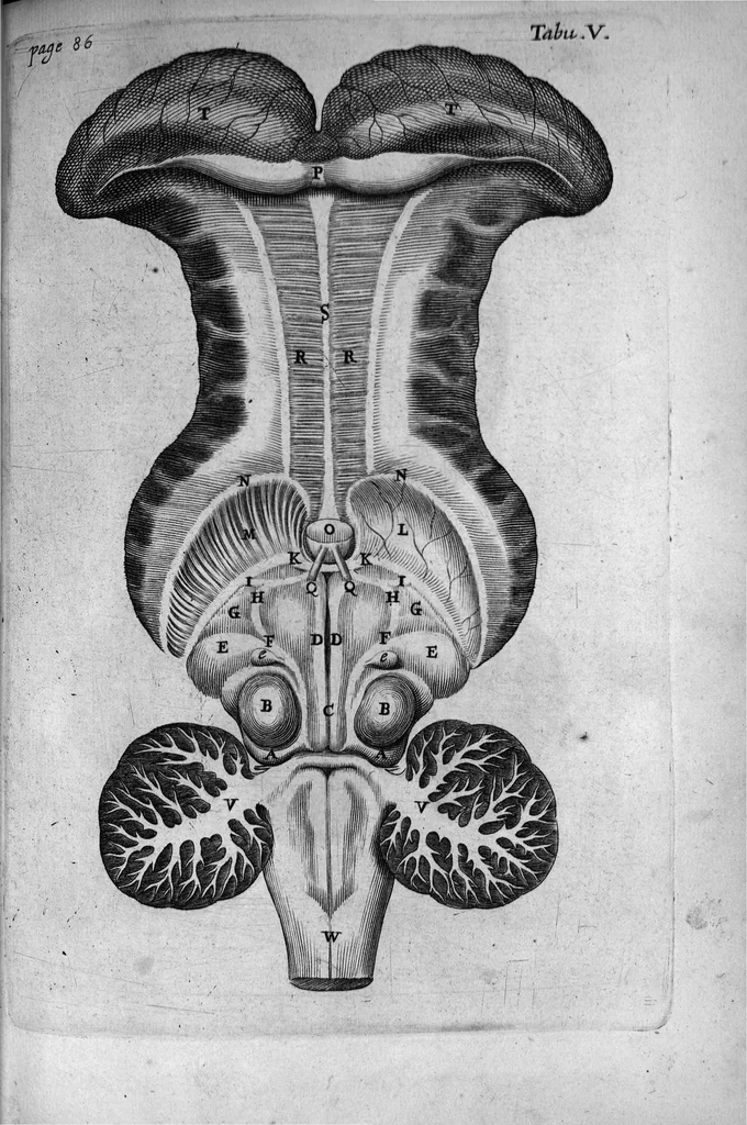 An illustration from De anima brutorum quae hominis vitalis ac sensitiva est, exercitationes duae. Prior physiologica ejusdem naturam, partes, potentias & affectiones tradit ; altera pathologica morbos qui ipsam, & sedem ejus primariam, nempe cerebrum & nervosum genus afficiunt, explicat, eorumque therapeias instituit, cum figuris, 1672, leaf 133