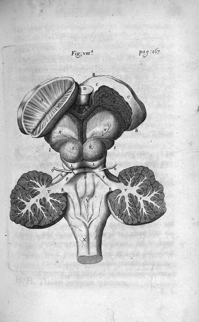 An illustration from Cerebri anatome, cui accessit nervorum descriptio et usus, studio Thomae Willis..., 1664, leaf 221