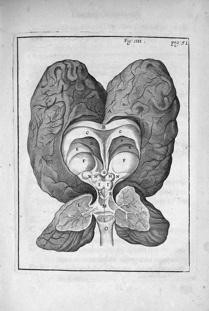 An illustration from Cerebri anatome, cui accessit nervorum descriptio et usus, studio Thomae Willis..., 1664, leaf 95