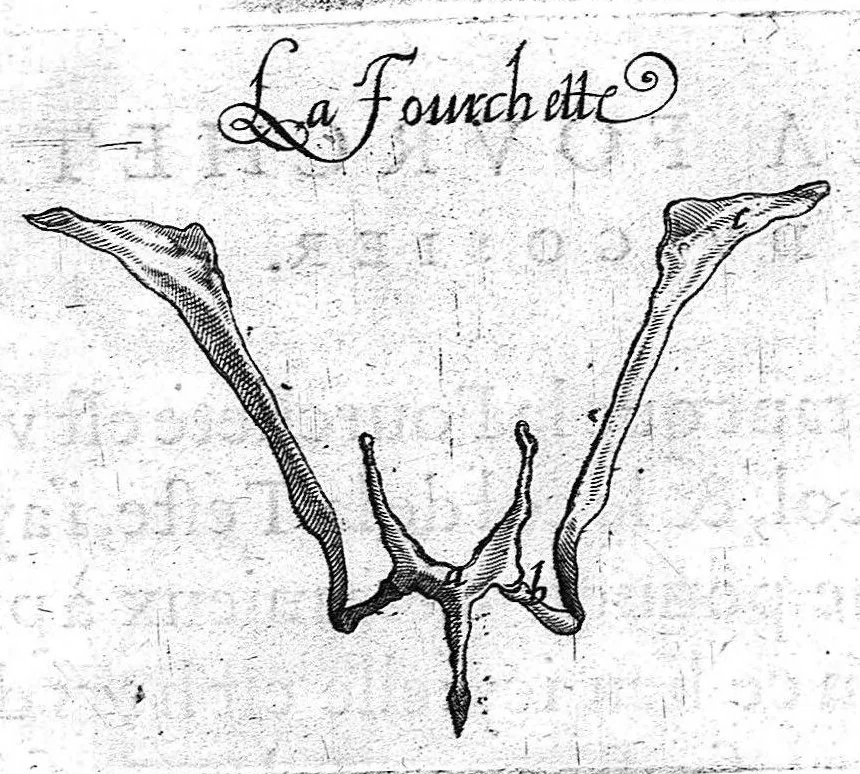 An illustration from Hippostologie, c'est à dire Discours des os du cheval, par M. Jehan Héroard, conseiller, médecin ordinaire et secrétaire du Roy, 1599, leaf 25
