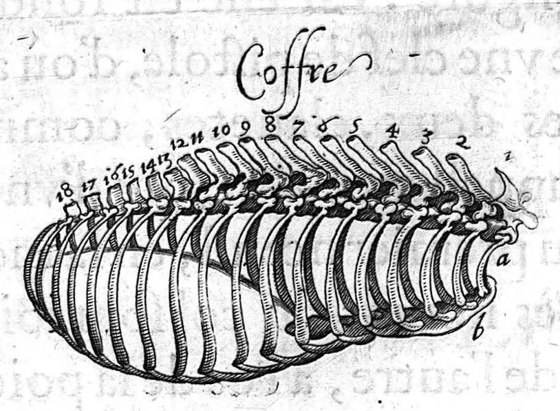 An illustration from Hippostologie, c'est à dire Discours des os du cheval, par M. Jehan Héroard, conseiller, médecin ordinaire et secrétaire du Roy, 1599, leaf 37