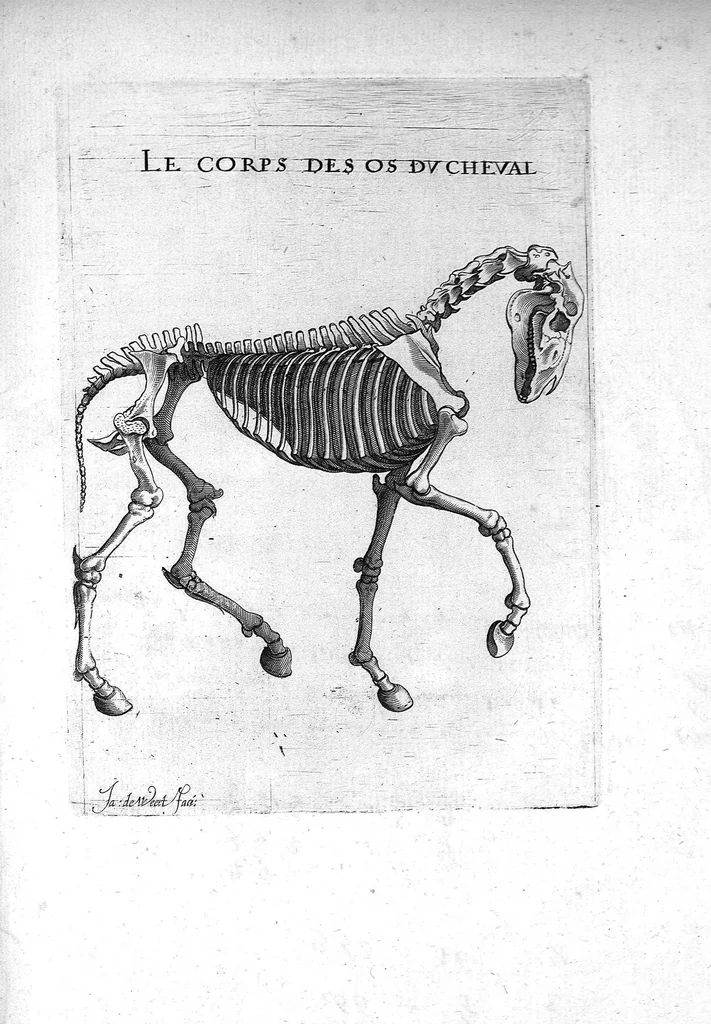 An illustration from Hippostologie, c'est à dire Discours des os du cheval, par M. Jehan Héroard, conseiller, médecin ordinaire et secrétaire du Roy, 1599, leaf 54