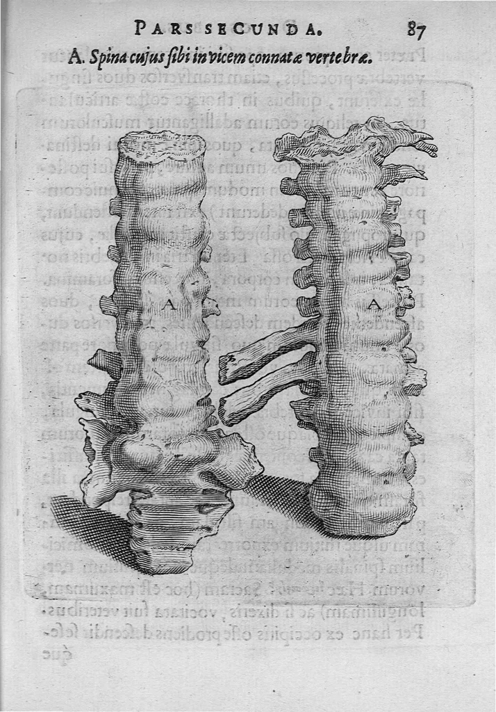 An illustration from Primitiae anatomicae. De humani corporis ossibus., 1633, leaf 106