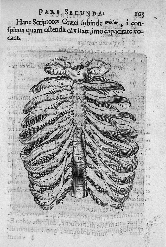 An illustration from Primitiae anatomicae. De humani corporis ossibus., 1633, leaf 122