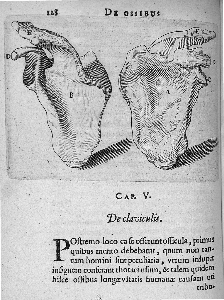 An illustration from Primitiae anatomicae. De humani corporis ossibus., 1633, leaf 147