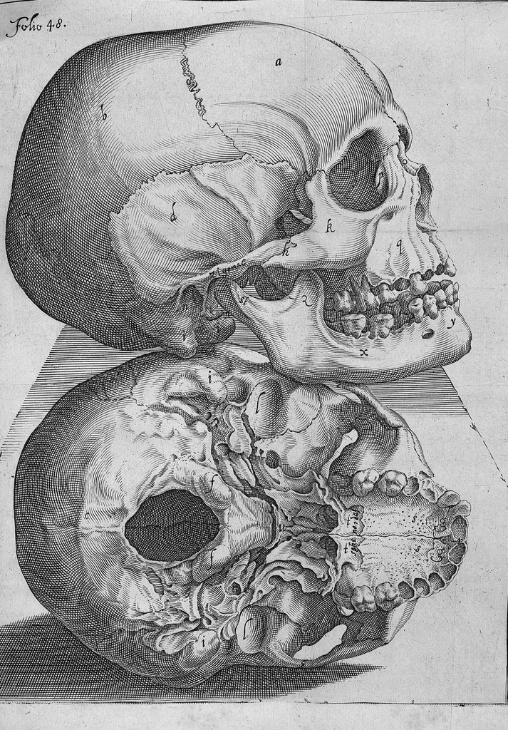 An illustration from Primitiae anatomicae. De humani corporis ossibus., 1633, leaf 67