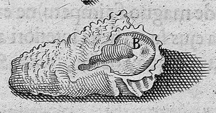 An illustration from Primitiae anatomicae. De humani corporis ossibus., 1633, leaf 71