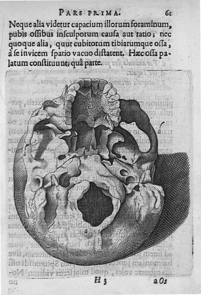 An illustration from Primitiae anatomicae. De humani corporis ossibus., 1633, leaf 80
