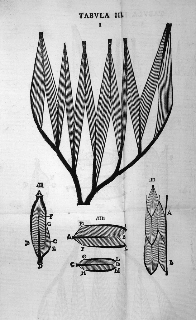 An illustration from Nicolai Stenonis Elementorum myologiae specimen, seu Musculi descriptio geometrica, cui accedunt canis carchariae dissectum caput et dissectus piscis ex canum genere..., 1667, leaf 133