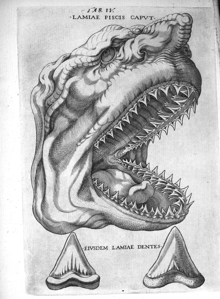 An illustration from Nicolai Stenonis Elementorum myologiae specimen, seu Musculi descriptio geometrica, cui accedunt canis carchariae dissectum caput et dissectus piscis ex canum genere..., 1667, leaf 134