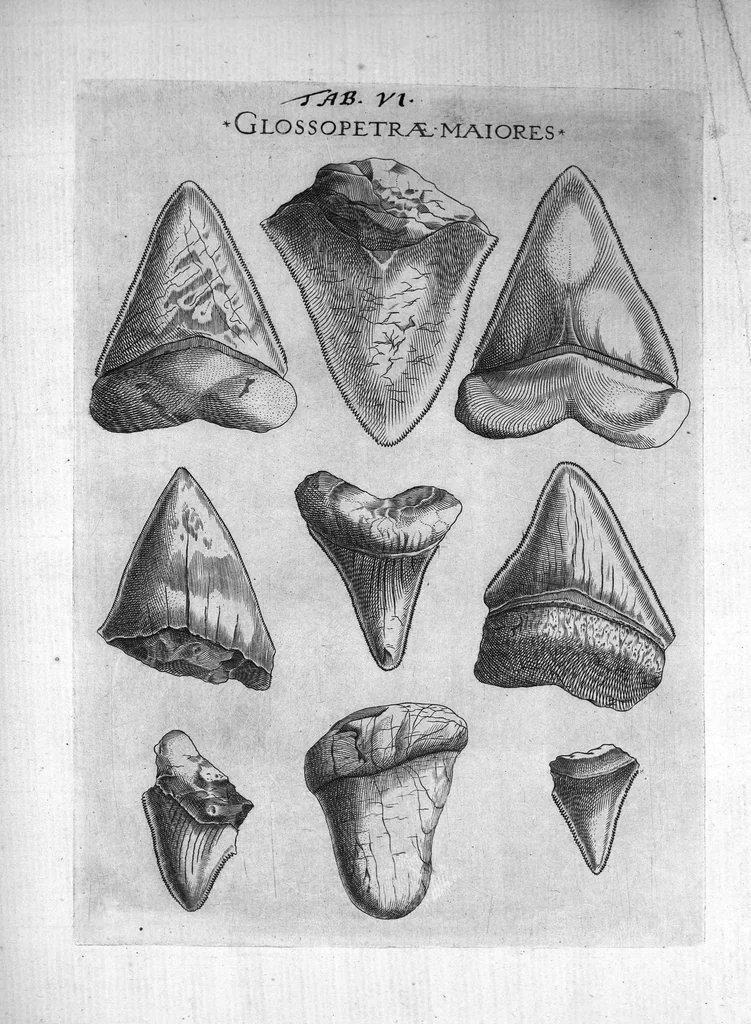 An illustration from Nicolai Stenonis Elementorum myologiae specimen, seu Musculi descriptio geometrica, cui accedunt canis carchariae dissectum caput et dissectus piscis ex canum genere..., 1667, leaf 136