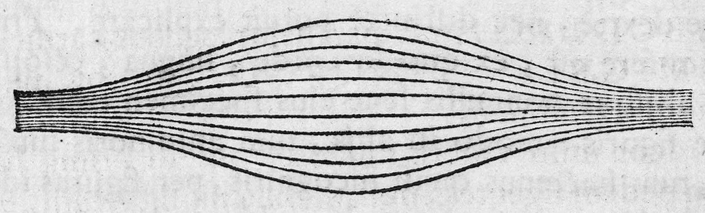 An illustration from Nicolai Stenonis Elementorum myologiae specimen, seu Musculi descriptio geometrica, cui accedunt canis carchariae dissectum caput et dissectus piscis ex canum genere..., 1667, leaf 9