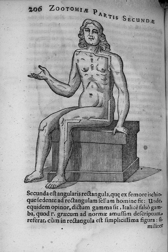 An illustration from Zootomia democritaea, id est anatome generalis totius animantium opificii : libris quinque distincta, quorum seriem sequens facies delineabit, 1645, leaf 218